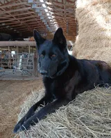 Liberty , a female German Shepherd Dog for sale in Huntsville, OH – 3 of 7