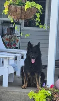 Belle, a female German Shepherd Dog for sale in Huntsville, OH – 4 of 5