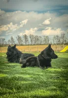 Belle, a female German Shepherd Dog for sale in Huntsville, OH – 5 of 5
