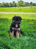 Banner, a male German Shepherd Dog for sale in Huntsville, OH – 3 of 3