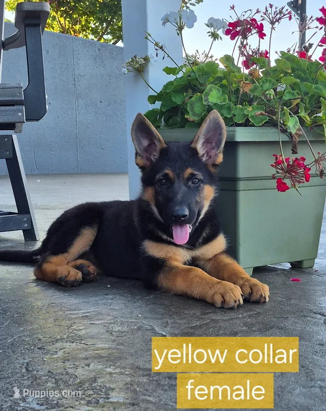 Liberty  – German Shepherd Dog puppy for sale in Huntsville, OH