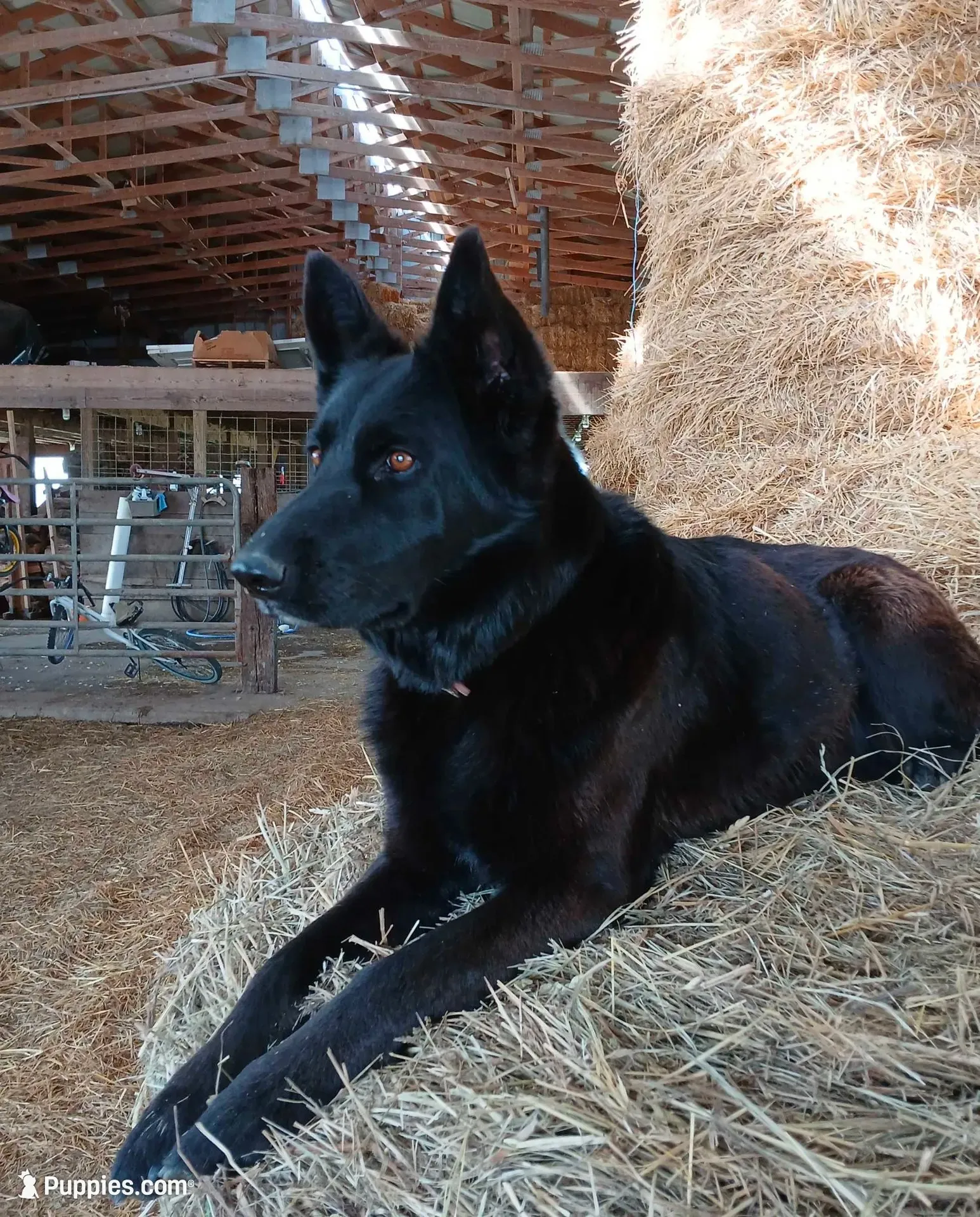 Belle, a female German Shepherd Dog for sale in Huntsville, OH – 2 of 5