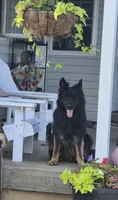 Rocket , a male German Shepherd Dog for sale in Huntsville, OH – 5 of 6