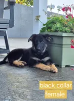 Freedom , a female German Shepherd Dog for sale in Huntsville, OH – 3 of 9