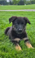 Freedom , a female German Shepherd Dog for sale in Huntsville, OH – 5 of 9