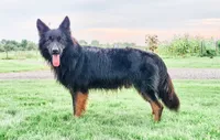 Patriot , a male German Shepherd Dog for sale in Huntsville, OH – 7 of 9