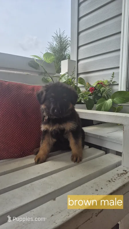 Banner – German Shepherd Dog puppy for sale in Huntsville, OH