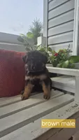 Banner, a male German Shepherd Dog for sale in Huntsville, OH – 1 of 6