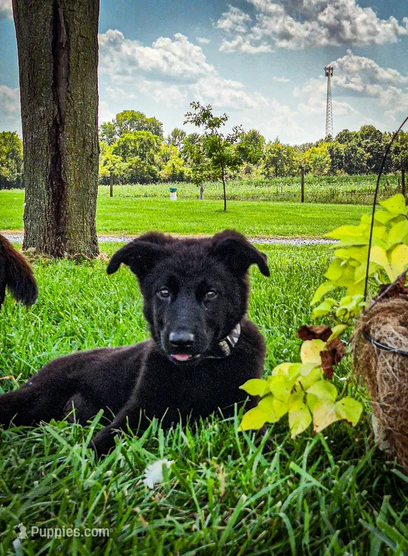 Valor – German Shepherd Dog puppy for sale in Huntsville, OH