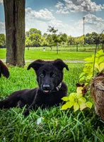 Valor, a male German Shepherd Dog for sale in Huntsville, OH – 1 of 8