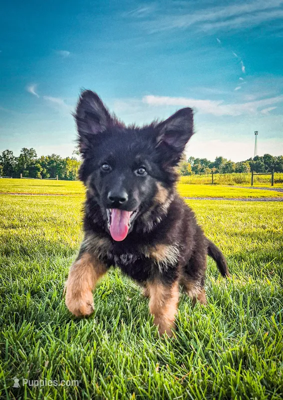 Rocket  – German Shepherd Dog puppy for sale in Huntsville, OH