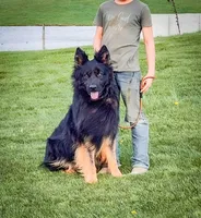 Patriot , a male German Shepherd Dog for sale in Huntsville, OH – 3 of 7