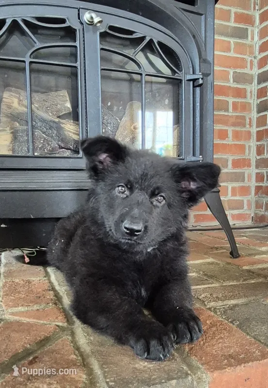 Justice  – German Shepherd Dog puppy for sale in Huntsville, OH