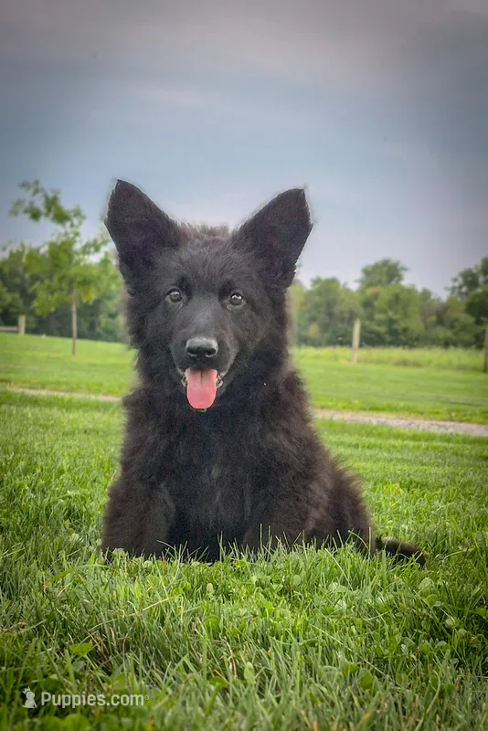 Justice  – German Shepherd Dog puppy for sale in Huntsville, OH