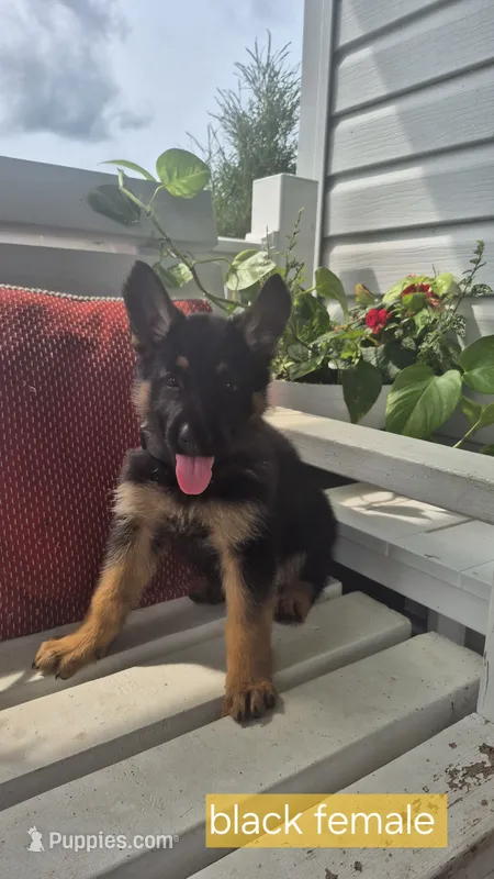 Liberty  – German Shepherd Dog puppy for sale in Huntsville, OH