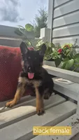 Liberty , a female German Shepherd Dog for sale in Huntsville, OH – 1 of 7