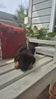 Patriot , a male German Shepherd Dog for sale in Huntsville, OH – 7 of 7