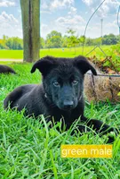 Valor, a male German Shepherd Dog for sale in Huntsville, OH – 2 of 8