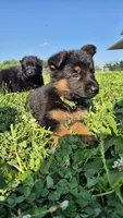 Liberty , a female German Shepherd Dog for sale in Huntsville, OH – 2 of 7