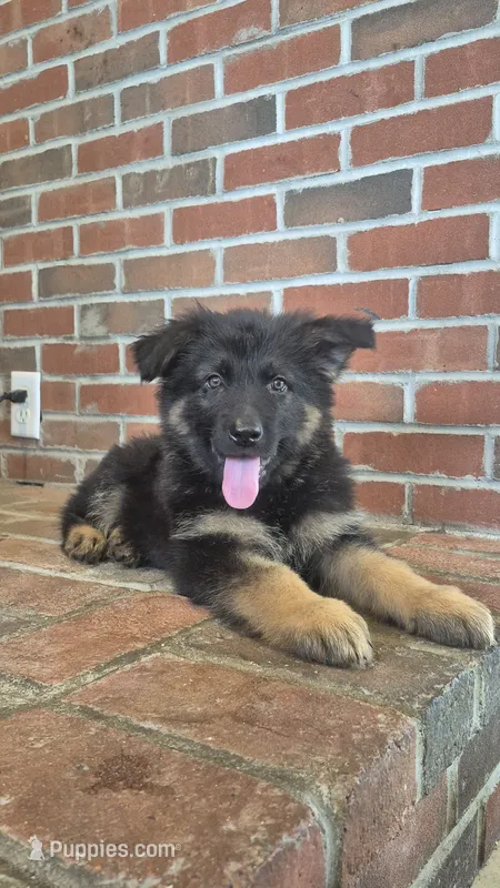 Rocket  – German Shepherd Dog puppy for sale in Huntsville, OH