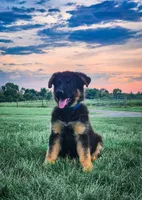 Patriot , a male German Shepherd Dog for sale in Huntsville, OH – 2 of 9