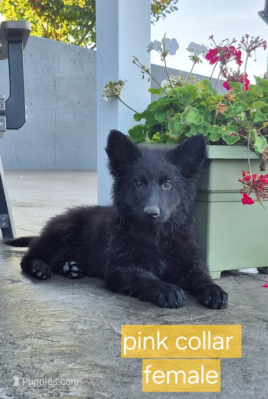 Justice  – German Shepherd Dog puppy for sale in Huntsville, OH