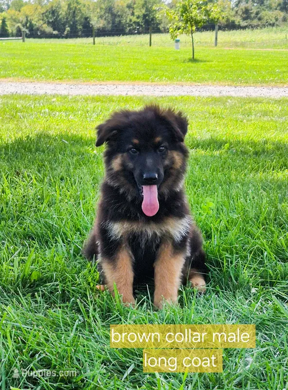 Banner, a male German Shepherd Dog for sale in Huntsville, OH – 1 of 3