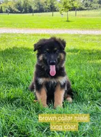 Banner, a male German Shepherd Dog for sale in Huntsville, OH – 1 of 3