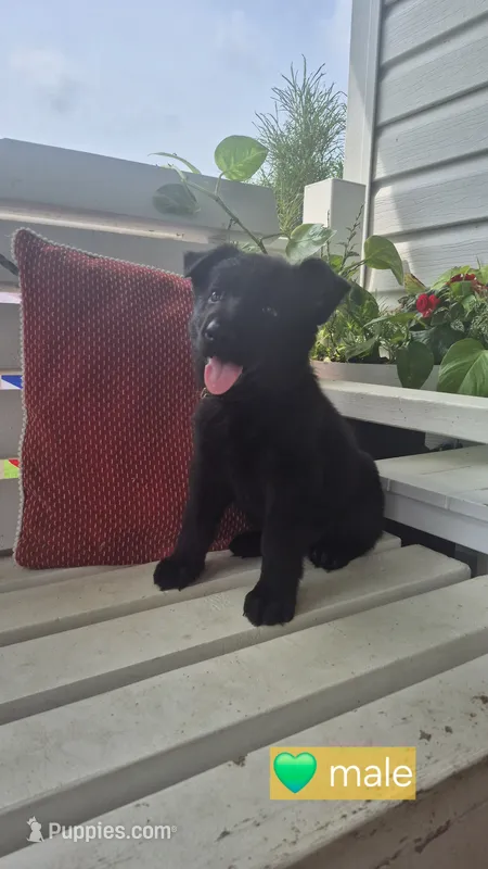 Valor – German Shepherd Dog puppy for sale in Huntsville, OH