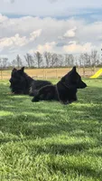Liberty , a female German Shepherd Dog for sale in Huntsville, OH – 7 of 7