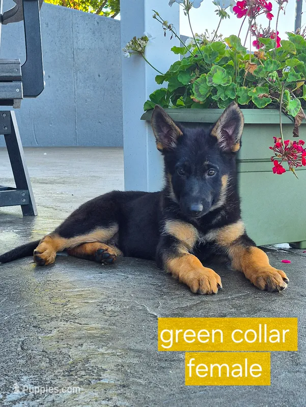 Star – German Shepherd Dog puppy for sale in Huntsville, OH