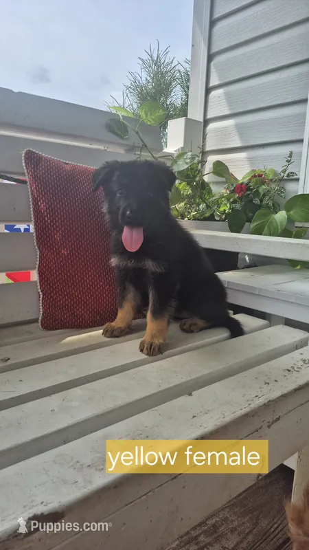 Freedom  – German Shepherd Dog puppy for sale in Huntsville, OH