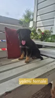 Freedom , a female German Shepherd Dog for sale in Huntsville, OH – 1 of 6
