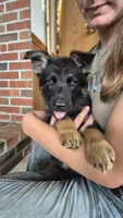 Freedom , a female German Shepherd Dog for sale in Huntsville, OH – 2 of 9
