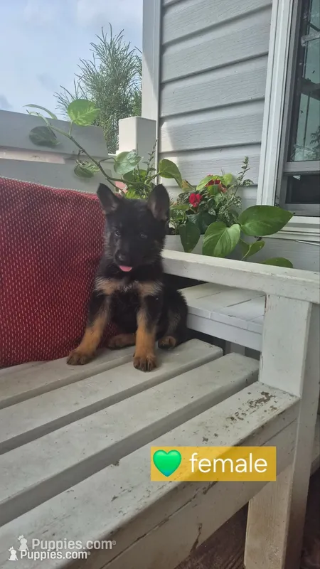Star – German Shepherd Dog puppy for sale in Huntsville, OH