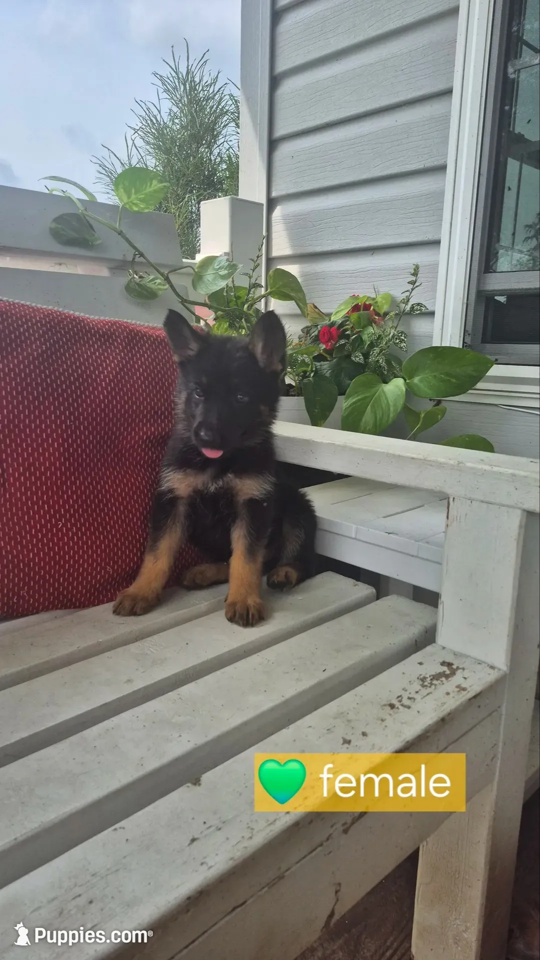 Star, a female German Shepherd Dog for sale in Huntsville, OH – 1 of 6