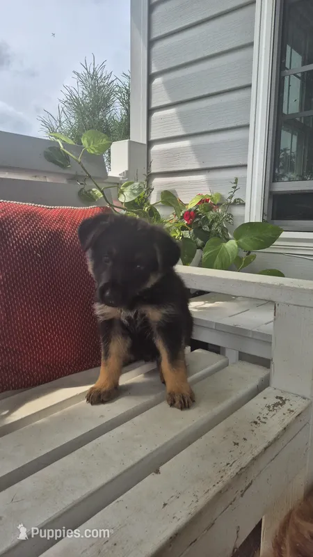 Patriot  – German Shepherd Dog puppy for sale in Huntsville, OH