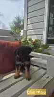 Patriot , a male German Shepherd Dog for sale in Huntsville, OH – 1 of 7