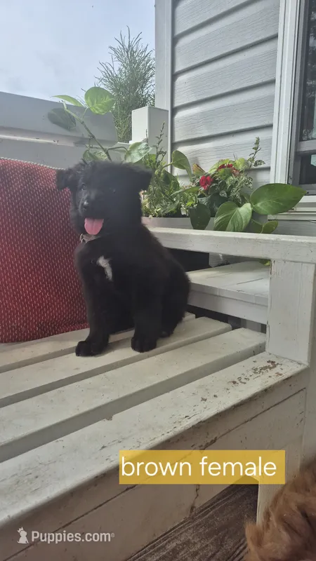 Glory – German Shepherd Dog puppy for sale in Huntsville, OH
