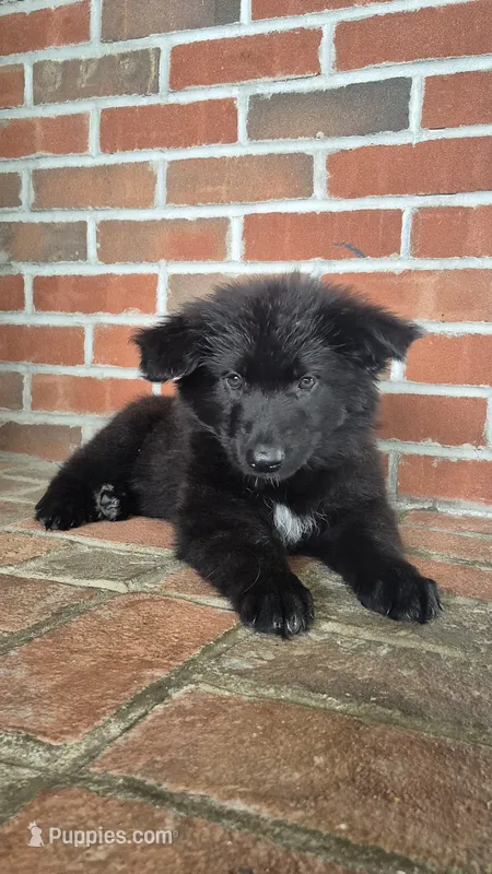 Glory – German Shepherd Dog puppy for sale in Huntsville, OH