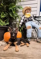 Patriot , a male German Shepherd Dog for sale in Huntsville, OH – 1 of 9