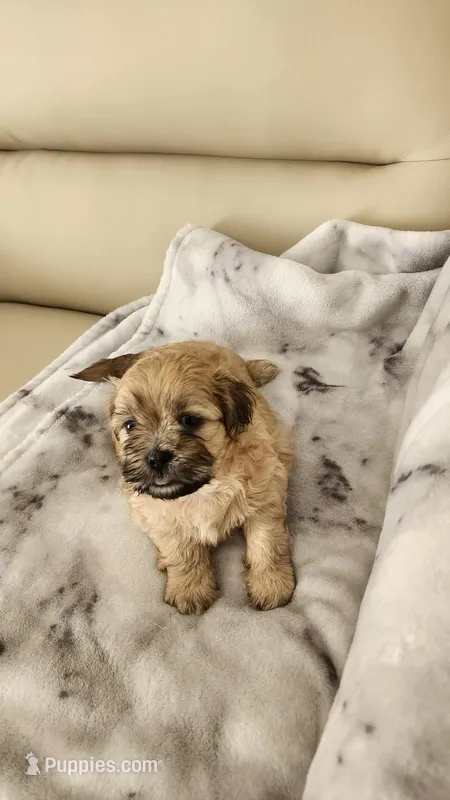 Boy 2 – Shih Tzu puppy for sale in Moncks Corner, SC