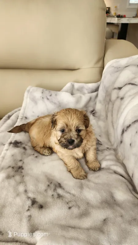 Boy – Shih Tzu puppy for sale in Ridgeville, SC