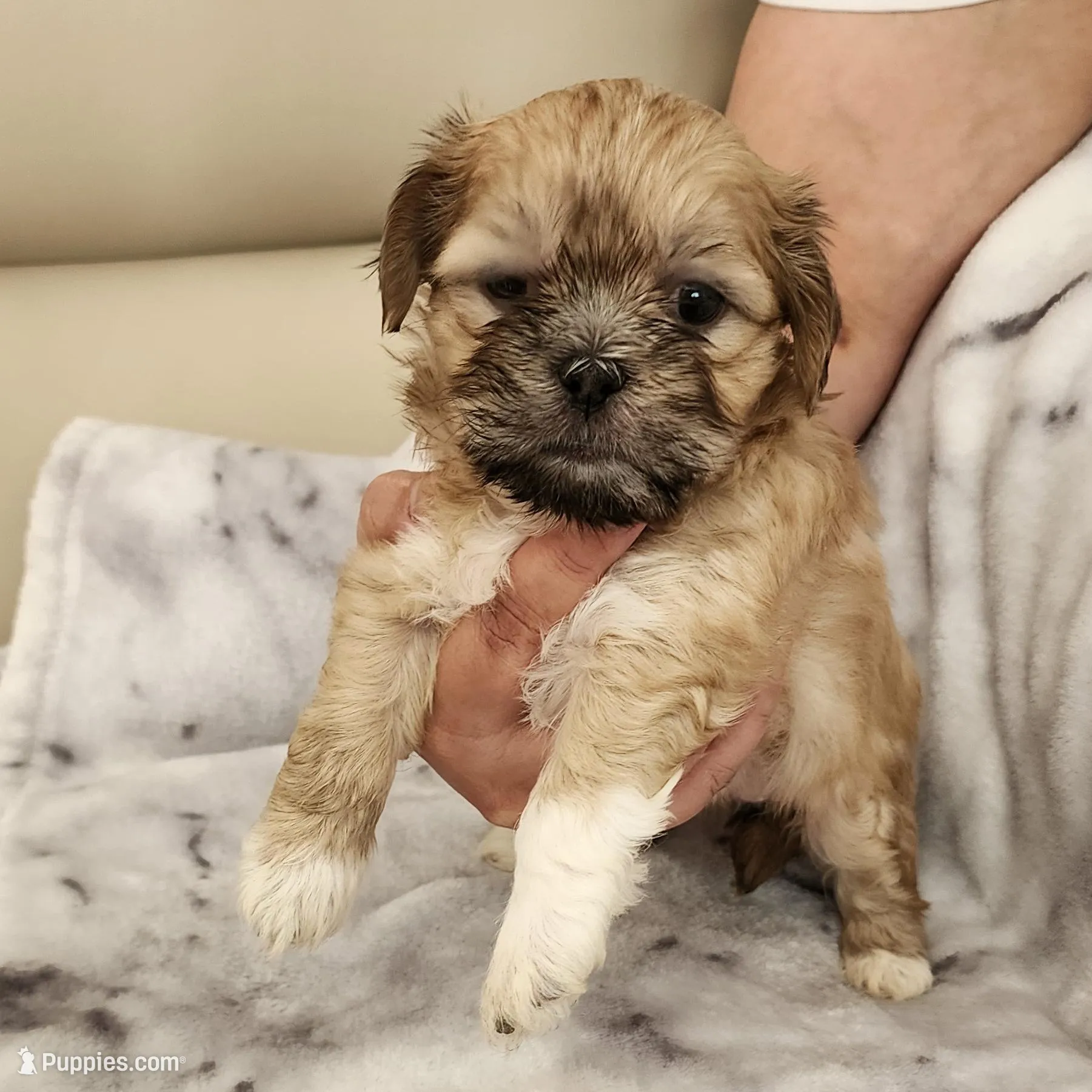 Girl – Shih Tzu puppy for sale in Ridgeville, SC