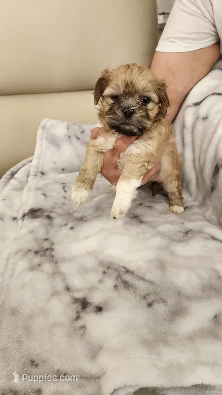 Girl2 – Shih Tzu puppy for sale in Moncks Corner, SC