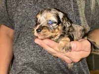 Merle girl, a female Shihpoo and Poodle - Miniature  for sale in Columbus, GA – 7 of 7