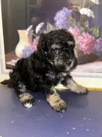 Girl , a female Shihpoo and Poodle - Miniature  for sale in Columbus, GA – 5 of 9