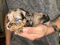 Merle girl, a female Shihpoo and Poodle - Miniature  for sale in Columbus, GA – 4 of 7