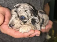 Merle girl , a female Shihpoo and Poodle - Miniature  for sale in Columbus, GA – 2 of 10
