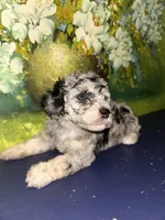 Merle girl , a female Shihpoo and Poodle - Miniature  for sale in Columbus, GA – 6 of 8